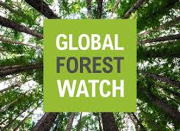 Global Forest Map